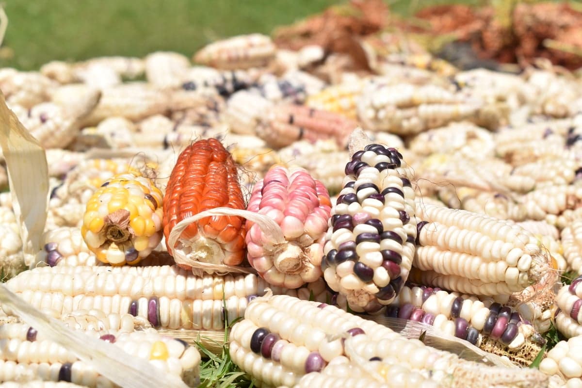 Colorful Maize Diversity — A Living Seed Bank