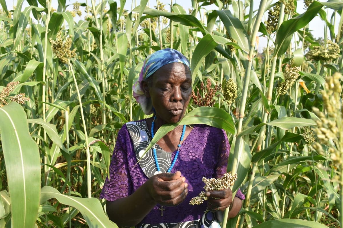 Kenyan farmer in sorghum field