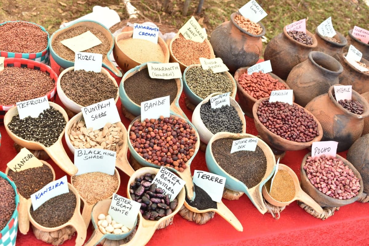 Heritage Sorghum & Millet Seed Preservation